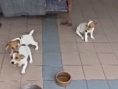 JRT Jack Russell puppy