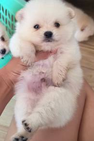 POMERANIAN PUPPIES VIP06 available cute girl