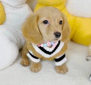 MINIATURE DACHSHUND Puppies VIP46 🐻 Male- Cream