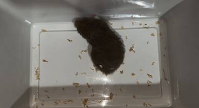 Hamster Syrian Dove Female Big Body