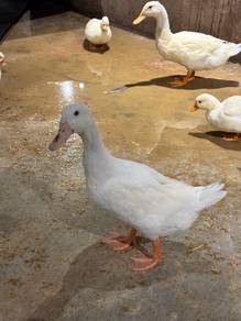 Crested Duck