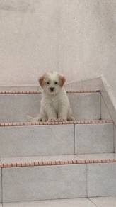 sell shippo male 2 month 