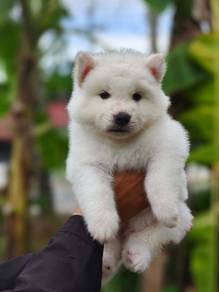 Siberian husky puppies 