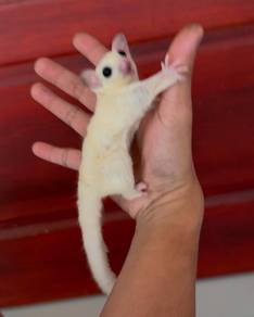 sugar glider male