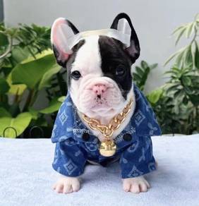 FRENCH BULLDOG PUPPIES 🌻VIP133 Panda Boy