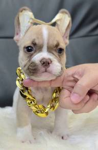 FRENCH BULLDOG PUPPIES FB239🌻Cute Puppy Available