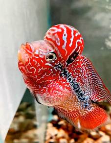 Kamfa Flowerhorn fish, 3 Inch, F3, Nice Grade