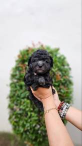 black poodle available