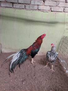 Ayam hujung lama