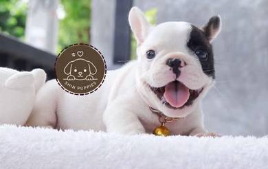 FRENCH BULLDOG PUPPIES VIP125🌻Cute & Healthy Boy