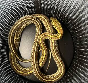 caramel het ultramel