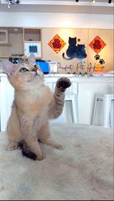 British Short Hair BSH Golden Shaded Kitten Male