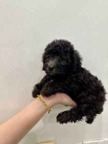 Toy Poodle Grey
