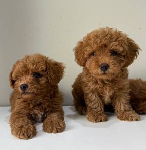 Toy poodle 
