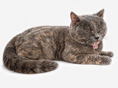BSH Tortie Female