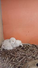 Mongolion Gerbil 