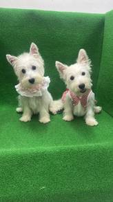 Purebred West Highland White Terrier (Female)
