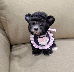 POODLE PUPPIES s148🌻 REHOME Grey boy 🧸