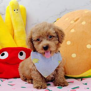 Poodle