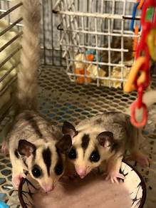 Sugar Glider