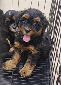 Panthom toy poodle