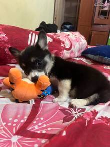 Corgi