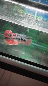 flowerhorn