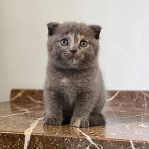 Scottish fold female