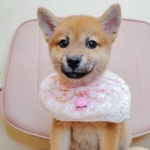 Shiba