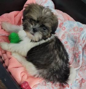 Enchanting Shih Tzu Teddy Face Fluffy Puppy Baby D