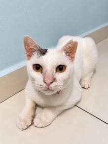 Cat Kitten To Adopt Rehome
