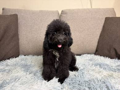 Toy poodle puppy