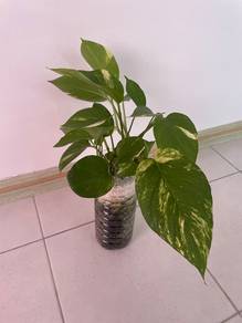 Golden Pothos Plant
