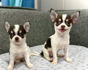 Chihuahua Puppy - 020
