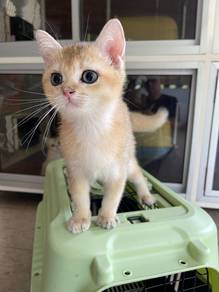 British Short Hair Golden