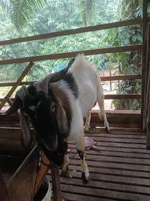kambing Boer cross