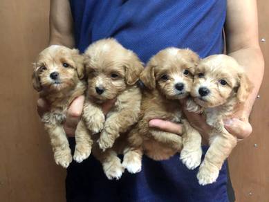 MaltiPoo puppies (Maltese mix Poodle) 
