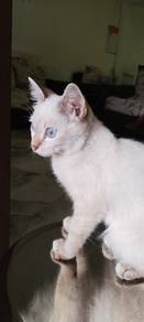 Siamese 6 months old kitten