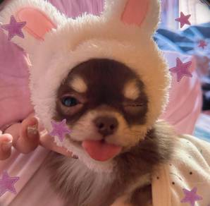 Chihuahua