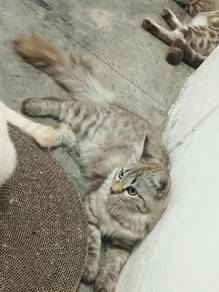 Domestic short hair mix maine coon