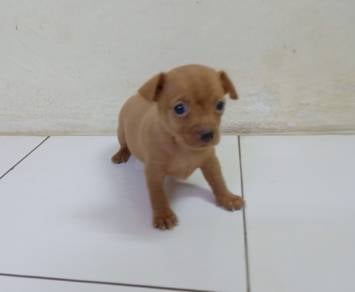 4 weeks old male miniature pinscher 
