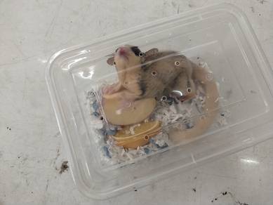White Tail Mosaic Sugar Glider