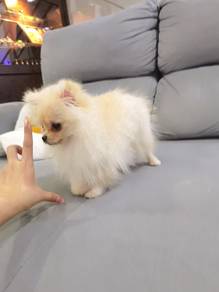 Tiny Pomeranian Female pup