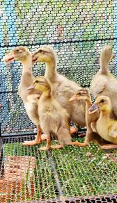 anak Indian runner duck 