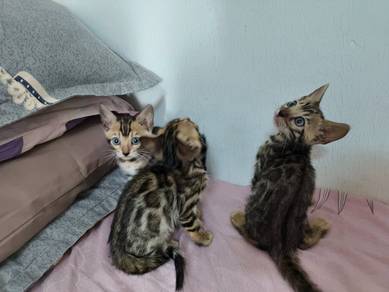 Kucing comel bengal