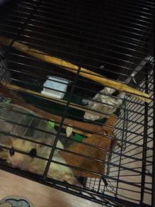 Sugar Glider (Leucistic) (Creamino) Both gender