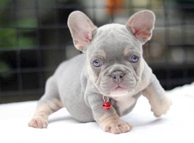 FRENCH BULLDOG PUPPIES 🌻VIP160 Boy-Girl