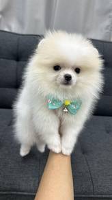 Pure Breed Pomeranian (Male) OFFER 博美犬特价