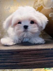 J3707 Poppet Maltese adorable white dog with black