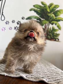 Mini Pomeranian 12
